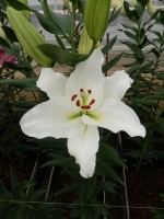 [5392 Tourega VZ No01.JPG]